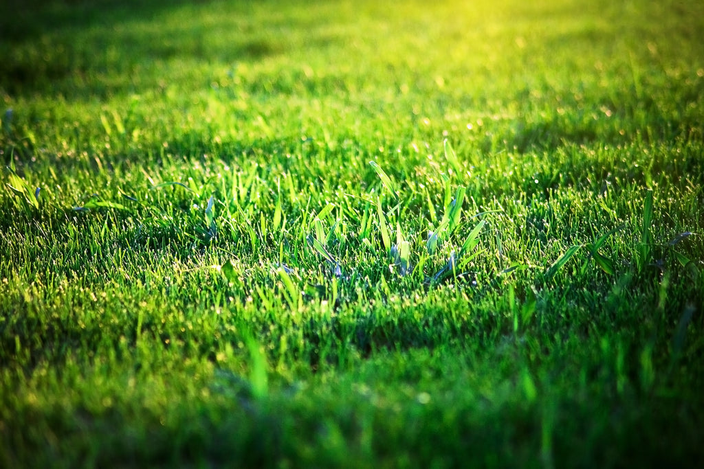 Lawn Care Tips for Late Summer