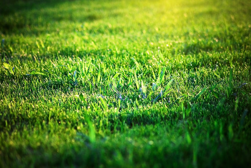 Lawn Care Tips for Late Summer